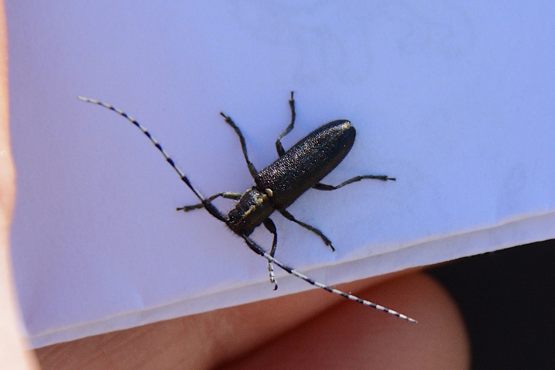 Agapanthia cardui ? Sì...